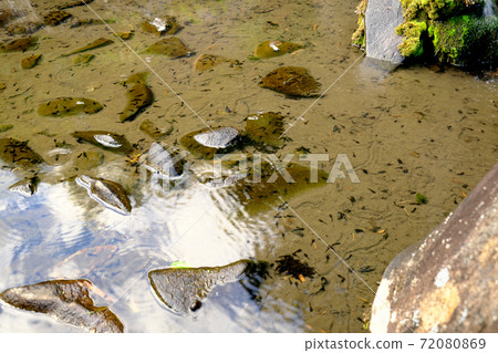 Many tadpoles in the pond 72080869