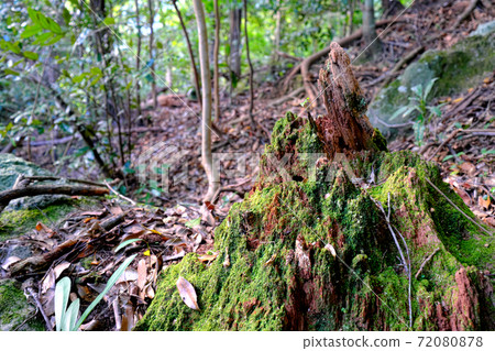 Moss breathing from a broken tree Moss breathing from a broken tree 72080878