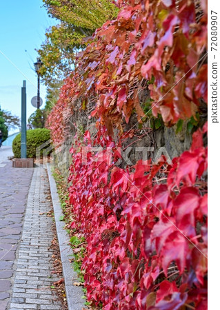 Scenery of autumn leaves of ivy all over Ishigaki @ Hakodate, Hokkaido 72080907