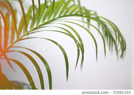 colorful color palm leaves with shadow on wall concrete background.Silhouette abstract tropical leaf natural pattern for summer design .Soft image backdrop. 72081103