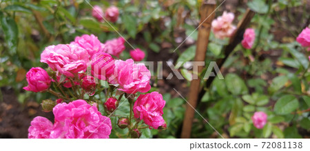 A pink Damask rose with water droplets on the flower petals. A pink Damask rose with water droplets on the flower petals. 72081138