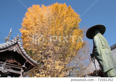 Ginkgo and Shinran saints at Jogenji Temple Ginkgo and Shinran saints at Jogenji Temple 72081262