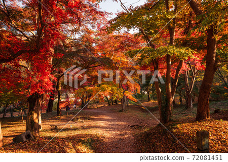 Tsuki no Ishi Momiji Park [崎玉縣長田町] 72081451