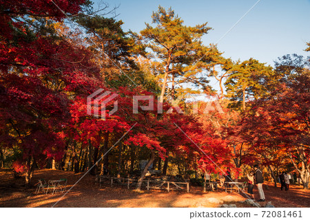 Tsukinoishi Momiji Park [Nagatoro Town, Saitama Prefecture] 72081461