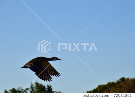 Flying duck (blue sky background) Flying migratory bird Flying duck in the blue sky 72081891