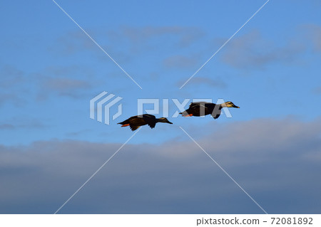 飛鴨(藍藍的天空背景)兩隻飛鴨 飛鴨(藍藍的天空背景)兩隻飛鴨 72081892