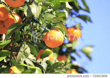Blue sky and delicious oranges 72081906