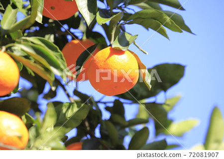 Blue sky and delicious oranges 72081907