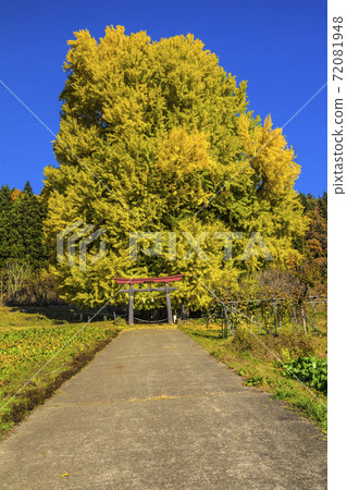 長野縣飯山信州市神戶大銀杏 長野縣飯山信州市神戶大銀杏 72081948