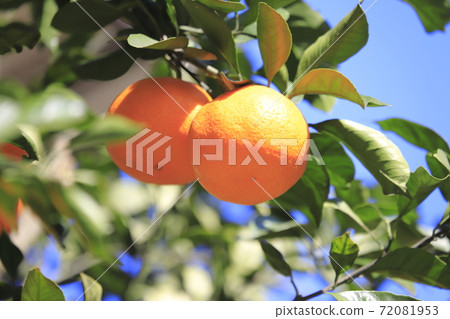 Blue sky and delicious oranges Blue sky and delicious oranges 72081953