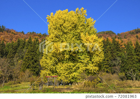 Shinshu Iiyama City, Nagano Prefecture Kobe's Great Ginkgo and Autumn Mizuho Kobe Area Autumn Leaves Shinshu Iiyama City, Nagano Prefecture Kobe's Great Ginkgo and Autumn Mizuho Kobe Area Autumn Leaves 72081963
