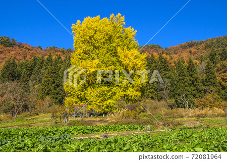 長野縣飯山信州市,秋天的神戶和瑞穗有大型銀杏,神戶地區的秋葉 長野縣飯山信州市,秋天的神戶和瑞穗有大型銀杏,神戶地區的秋葉 72081964