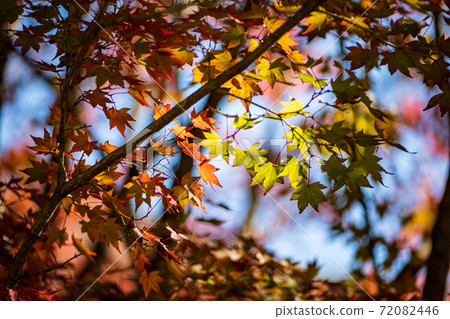 The colored leaves of the colored red maple and blue maple of Kikuchi Shrine are beautiful The colored leaves of the colored red maple and blue maple of Kikuchi Shrine are beautiful 72082446