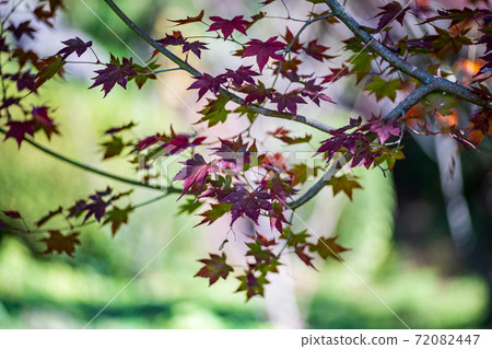 The colored leaves of the colored red maple and blue maple of Kikuchi Shrine are beautiful The colored leaves of the colored red maple and blue maple of Kikuchi Shrine are beautiful 72082447