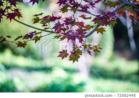 The colored leaves of the colored red maple and blue maple of Kikuchi Shrine are beautiful The colored leaves of the colored red maple and blue maple of Kikuchi Shrine are beautiful 72082448