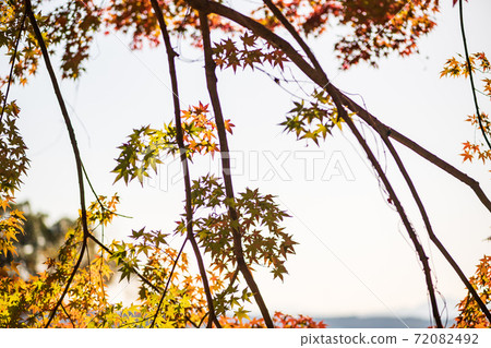菊池神社的紅楓和藍楓的彩葉美麗 菊池神社的紅楓和藍楓的彩葉美麗 72082492