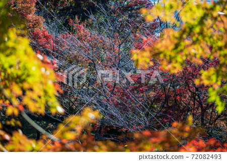 菊池神社的紅楓和藍楓的彩葉美麗 菊池神社的紅楓和藍楓的彩葉美麗 72082493