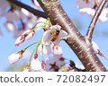 Cherry blossoms and bees 72082497
