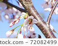 Cherry blossoms and bees 72082499