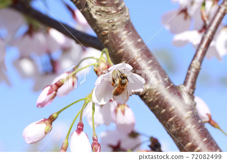 櫻花和蜜蜂 72082499