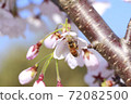 Cherry blossoms and bees 72082500
