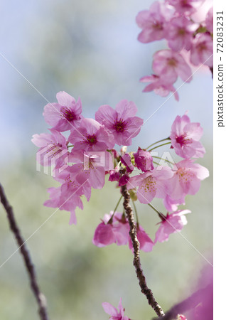 公園裡的櫻花盛開。粉色的花很漂亮。 72083231