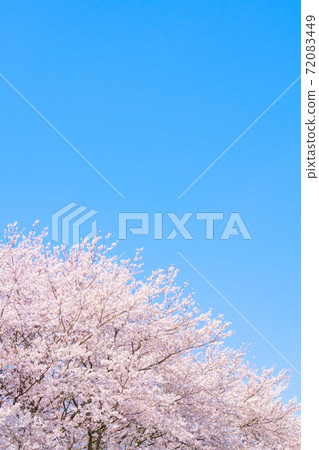 Cherry blossoms and blue sky (at Gongendo Tsutsumi) Cherry blossoms and blue sky (at Gongendo Tsutsumi) 72083449