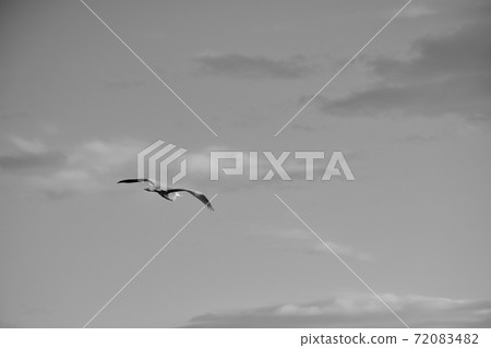 Flying heron (monochrome) Landscape with heron (monochrome) Flying heron in the sky 72083482
