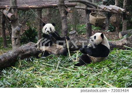 Youth panda Youth panda 72083484