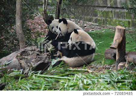 Youth panda Youth panda 72083485