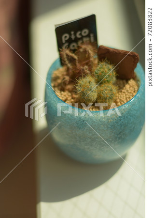 靠窗的小仙人掌 靠窗的小仙人掌 72083822