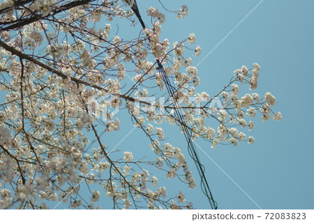 櫻花和藍天 櫻花和藍天 72083823