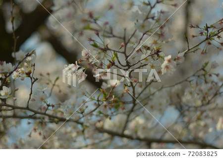 Leaves cherry tree 72083825