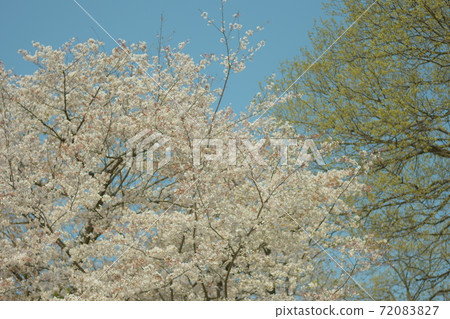 櫻花和嫩葉 櫻花和嫩葉 72083827