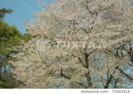 櫻花盛開，天氣晴朗 72083828