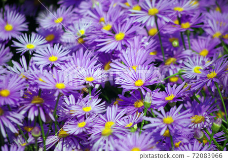 Flowers 72083966