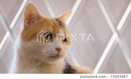 Three hair cats by the window 72083967