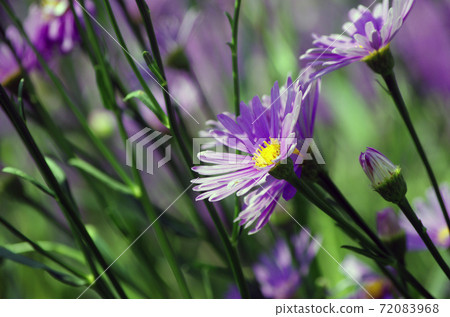 Flowers 72083968