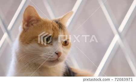 Cat face by the window 72083971