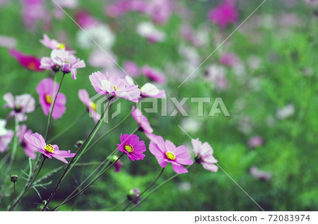 Cosmos 72083974
