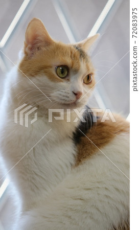 Cat on the window 72083975