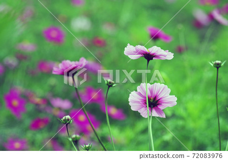 Cosmos 72083976
