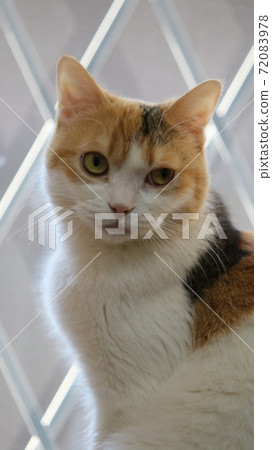 A cat twilight by the window 72083978