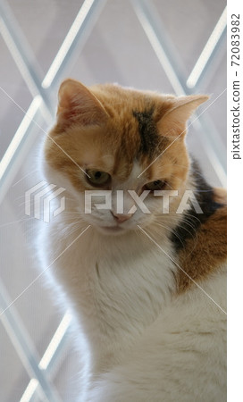 A beautiful cat 72083982