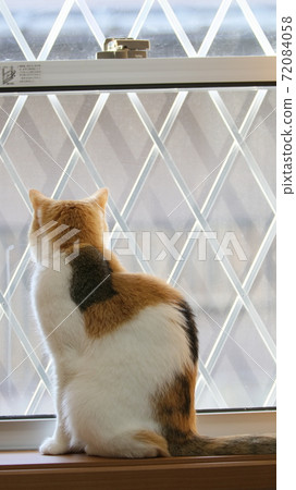 Cat looking at the outside 72084058