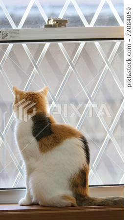 Cat looking at the outside 72084059