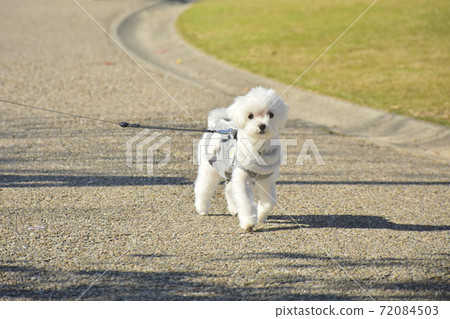 do maltese need to be walked