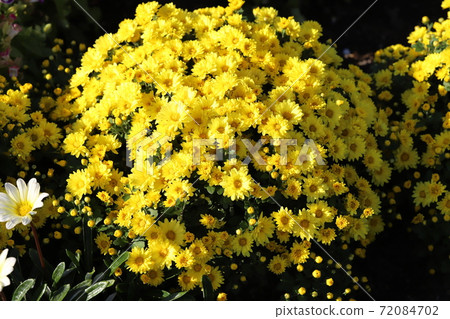 花盆媽媽的黃色的花朵盛開在秋天的花床上 72084702