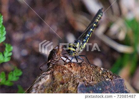 Emergence of the Koshuyama Otome Valley Emergence of the Koshuyama Otome Valley 72085487