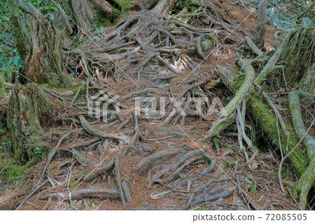 Tree roots overhanging the mountain trail of Mt. Kohide Tree roots overhanging the mountain trail of Mt. Kohide 72085505